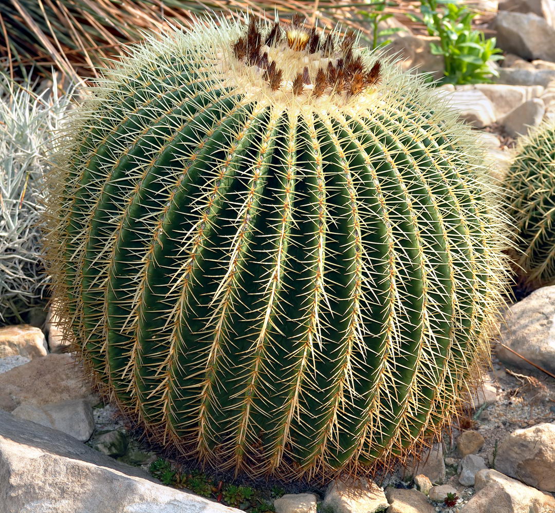 Golden Barrel